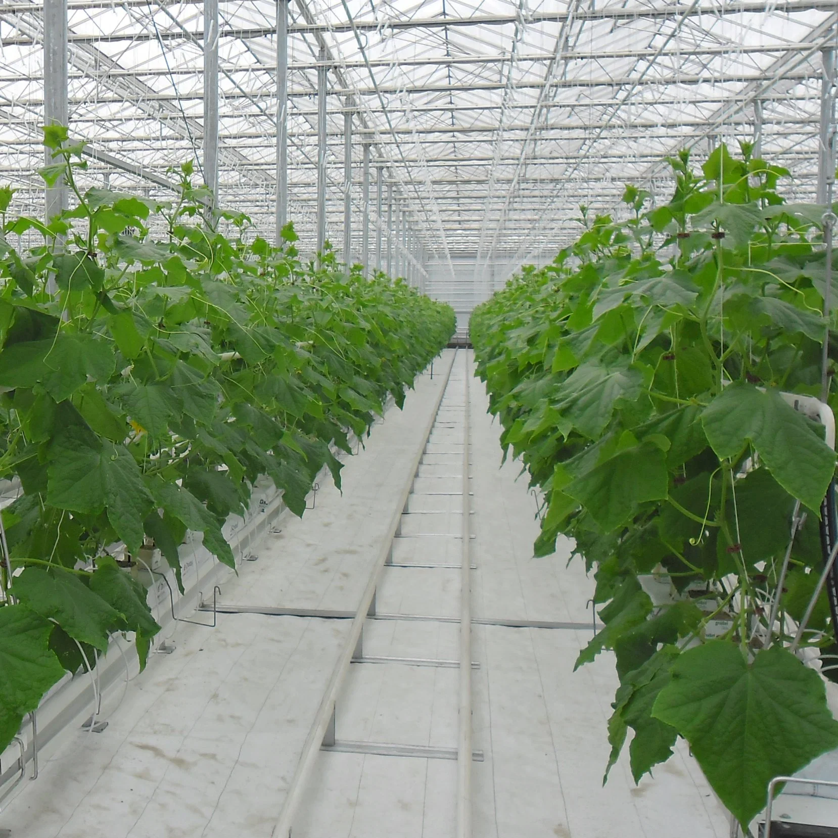 2023 High Performance Polycarbonate Greenhouse with Light Deprivation System