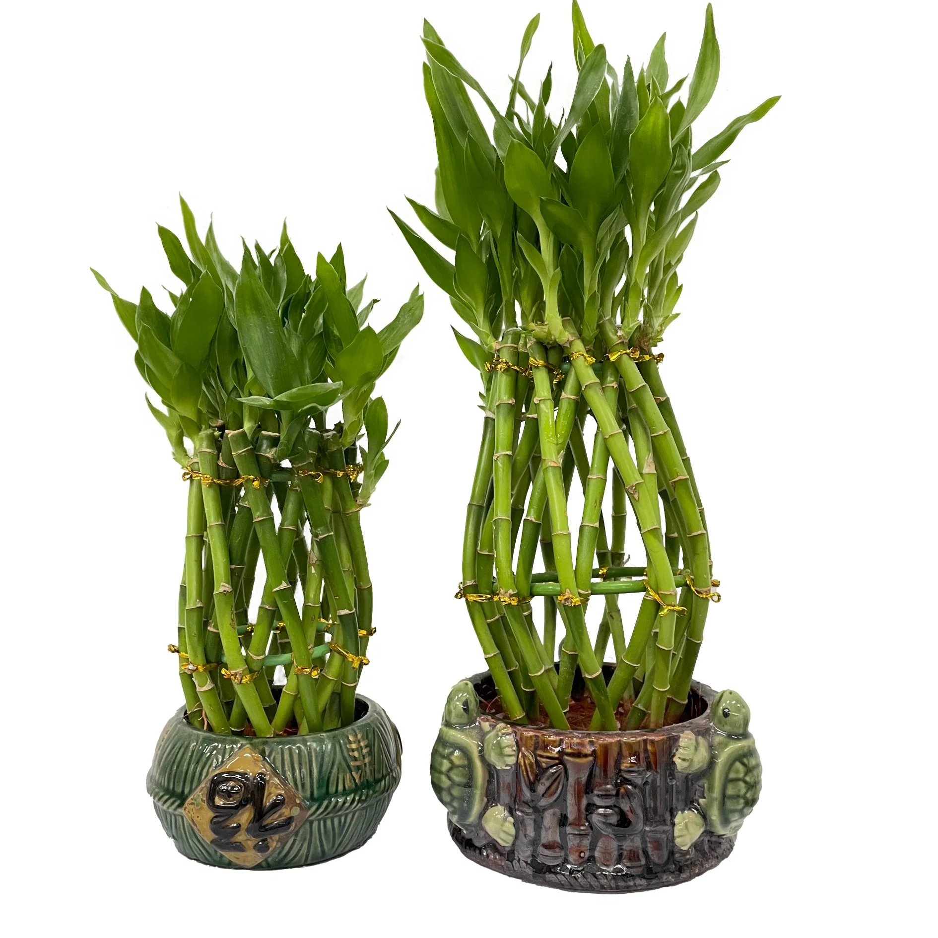 Folwer Korb Lucky Bamboo Pflanze Brided Bonsai Live Blumen Dekoration Großhandel