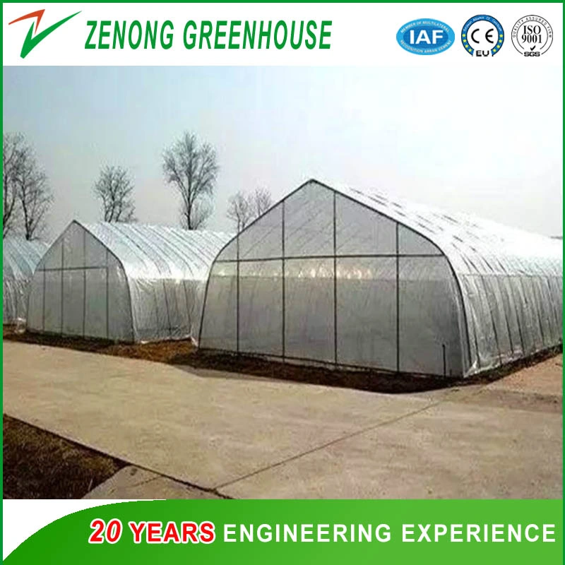 High Quality Single Span Vegetable Greenhouse with High Tunnel for Aquaponic/Hydroponics