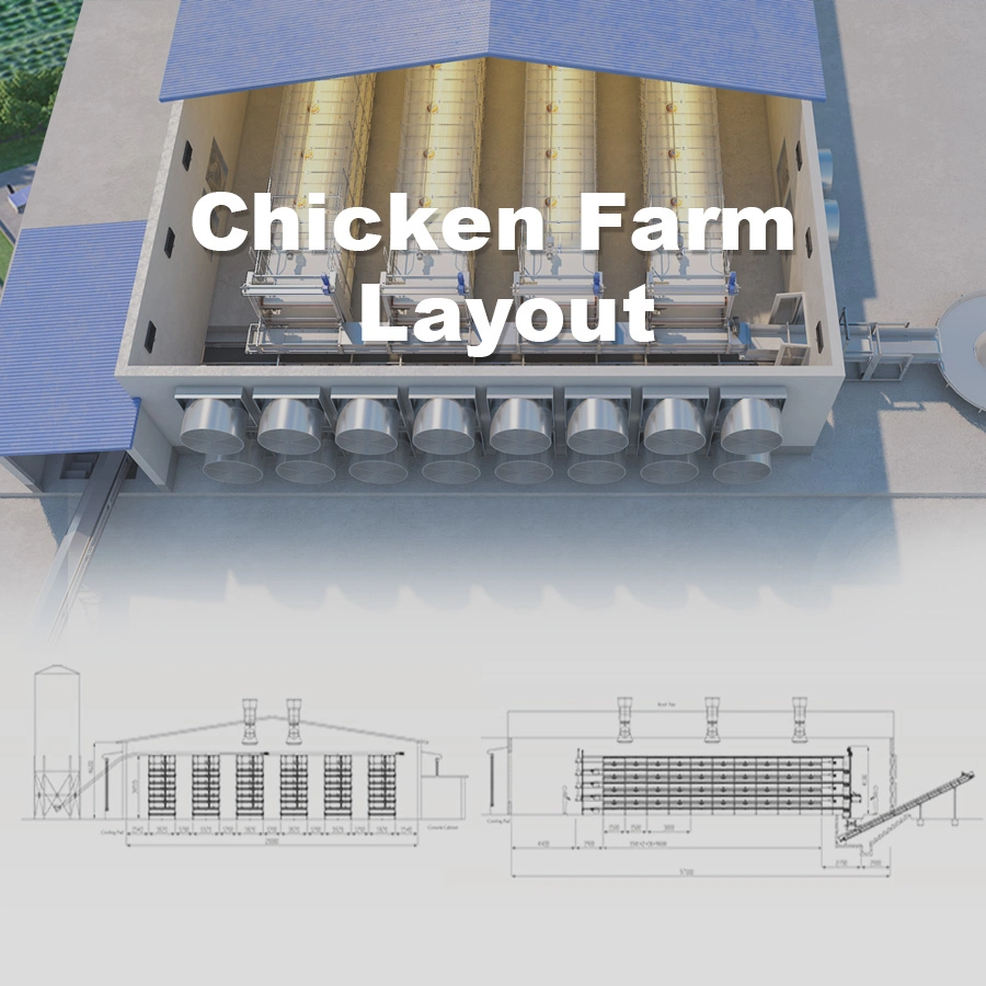 Broiler Chicken Layer Cage with Full Automatic Poultry Feeding System and Manure Cleaning System