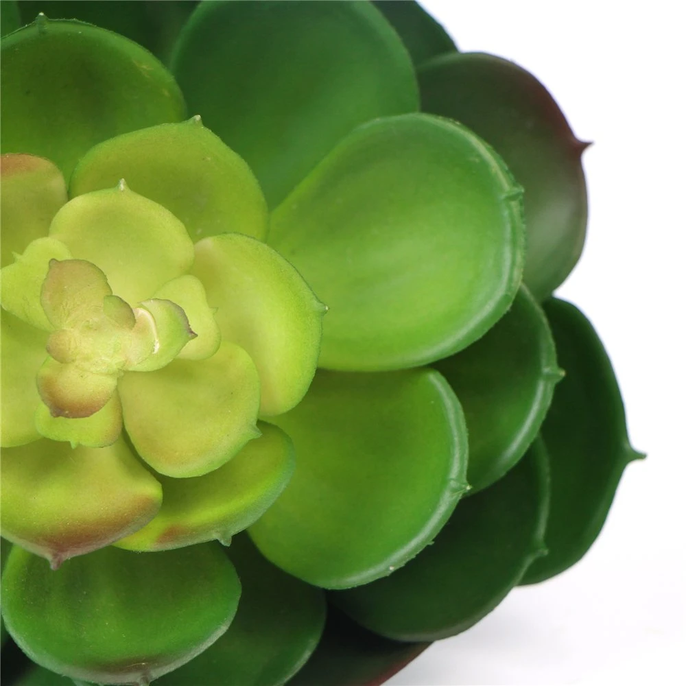 Wholesale/Supplier Eco-Friendly Office Decorative Natural Plants Succulent for Indoor