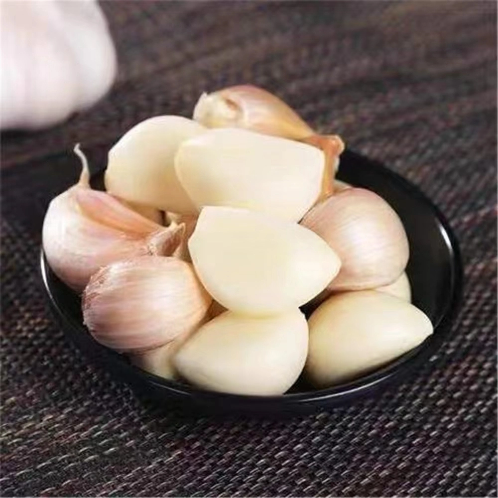 Fresh Garlic China Garlic for Export