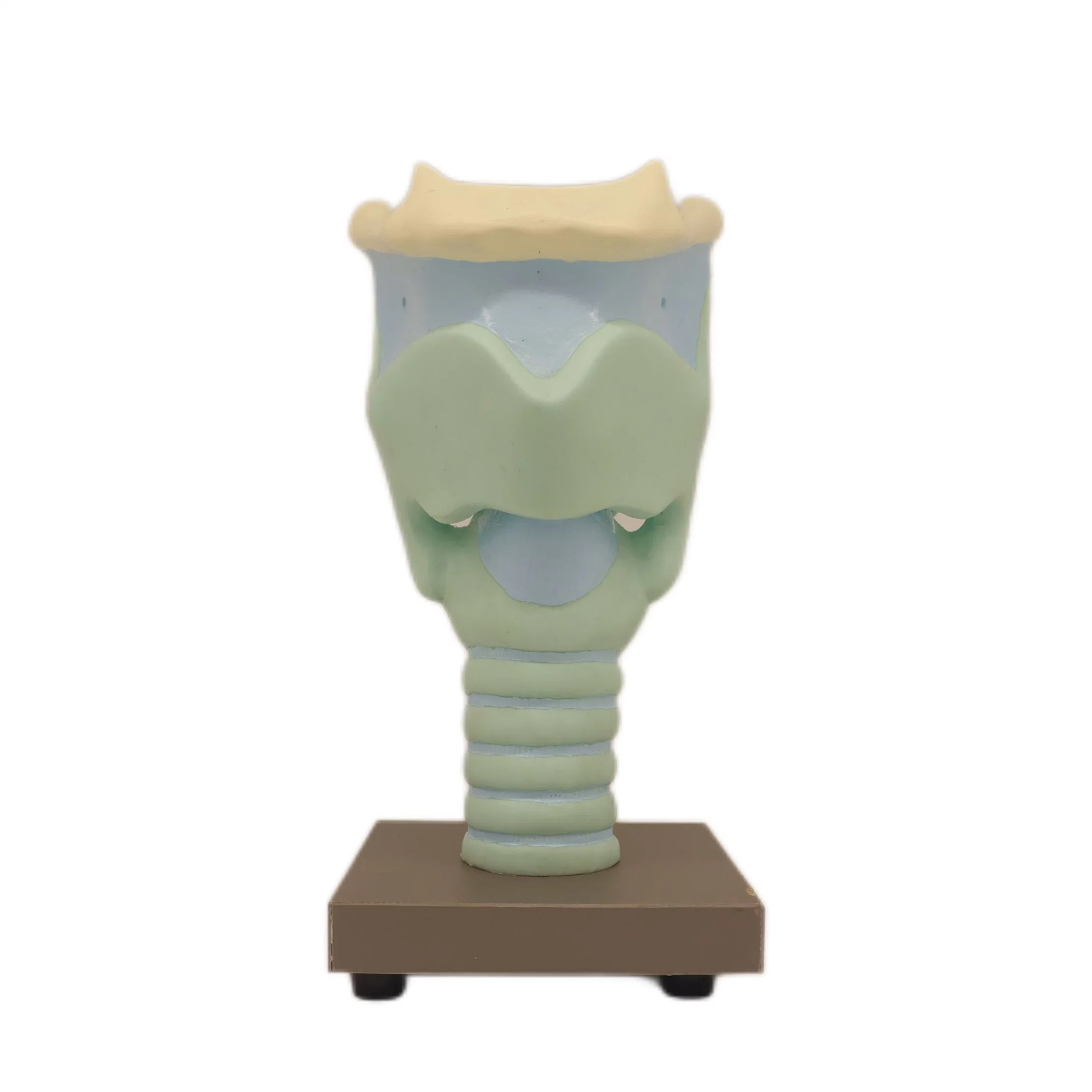 Good Quality of Medical Teaching Anatomical Expansion Model of The Cartilages of Larynx