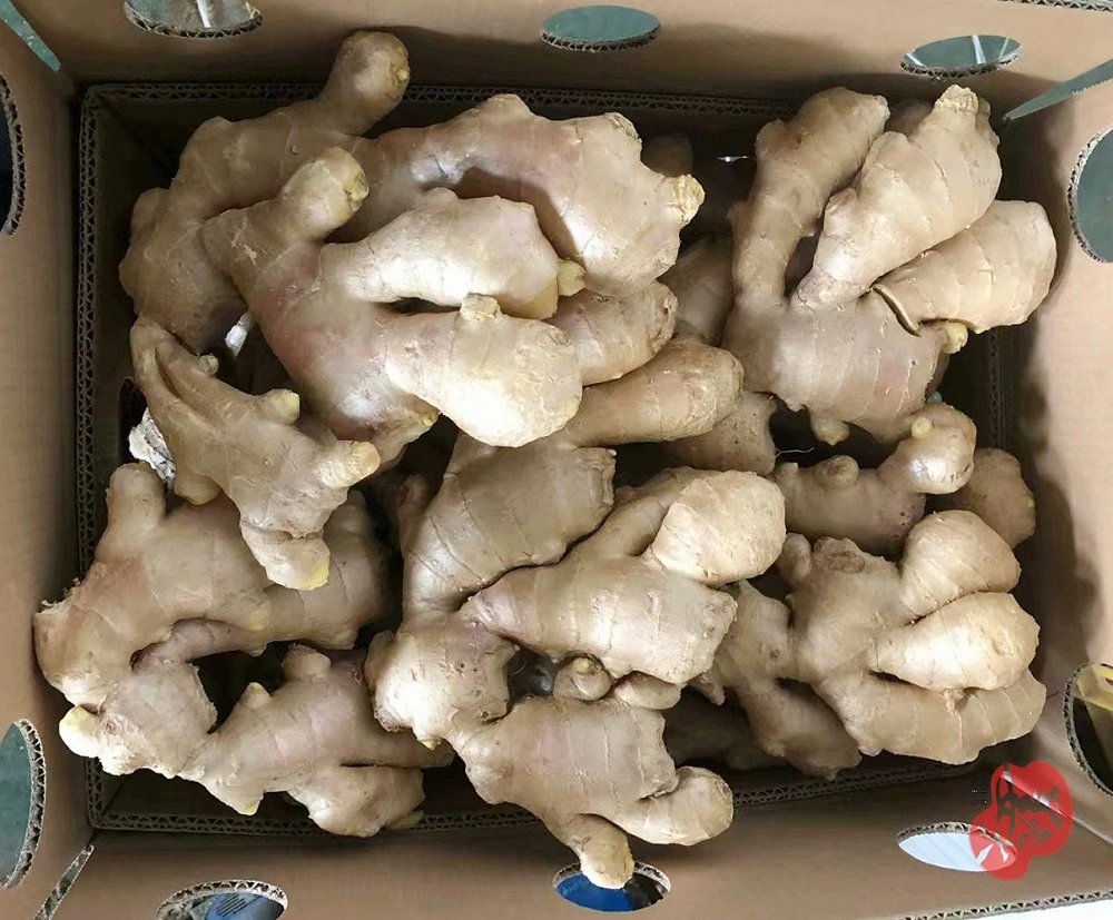 Super Quality Air Dry Ginger for Europe