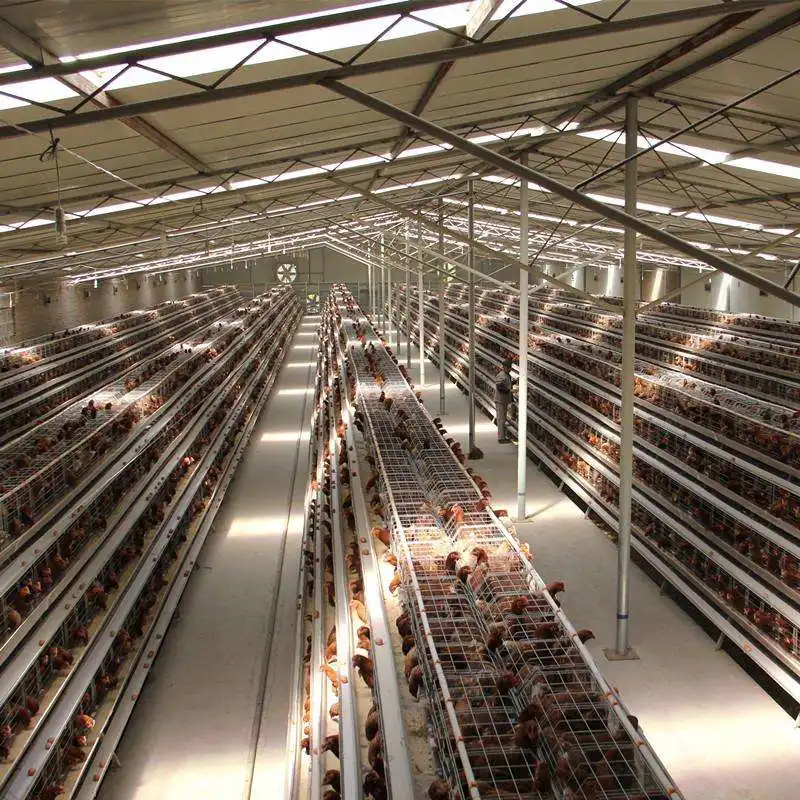 Poultry Farm A Type Galvanized Battery Layer Chicken Cage