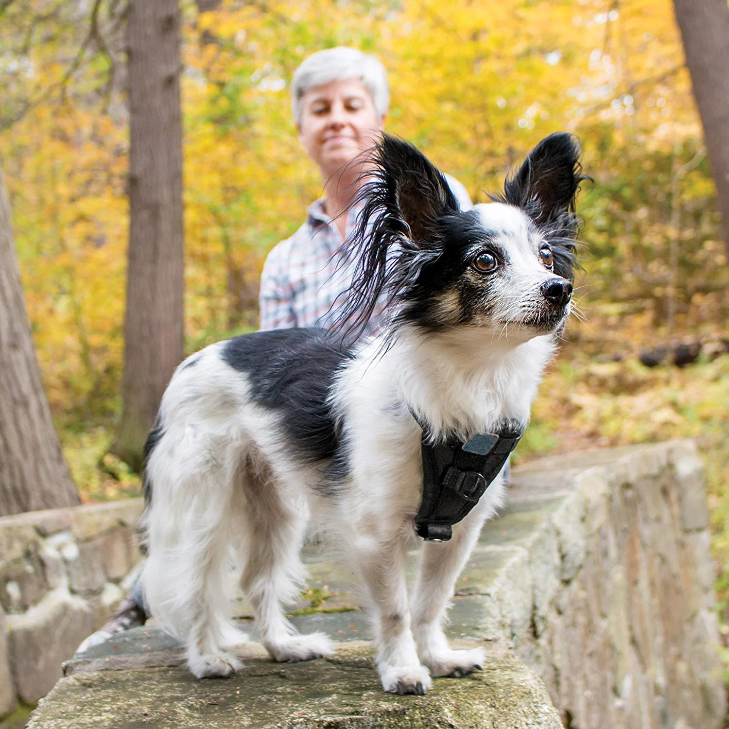 Faisceau de chien pour les animaux de compagnie le harnais de sécurité inclus de ceinture de sécurité de voiture