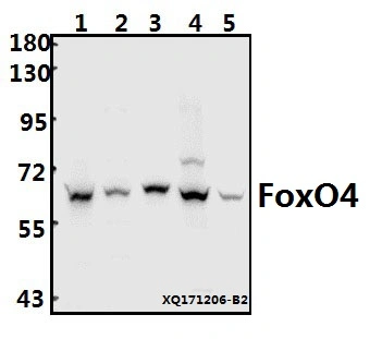 CE, ISO9001 Aprobada Foxo4 (K447) anticuerpo policlonal