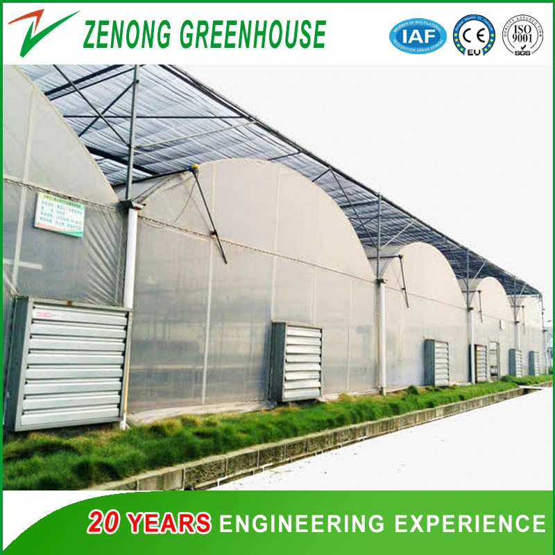 Economical Agriculture Greenhouse/Plastic Film Greenhouse/Medical Crops Greenhouse for Sale