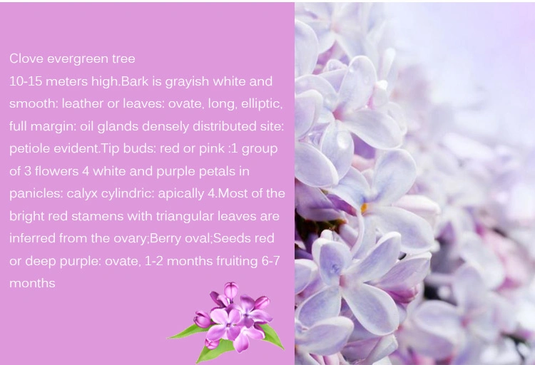 Wholesale/Supplier Pure Lilac Essential Oil Containing Eugenol Clove Bud Essential Oil Essence Essential Oil Food Essence Base Oil