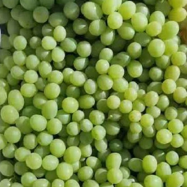 Fresh Seedless Green Grape Xinjiang Grape Gansu Grape