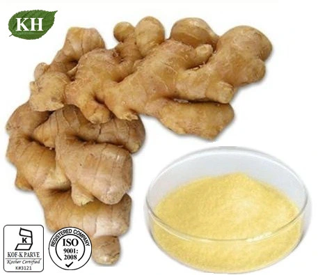 Kingherbs" de 100% Natural Extracto de jengibre 5% al 20% Gingerols