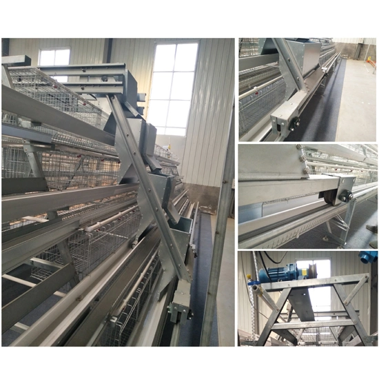 Poultry Farming Equipment a Type Battery Layer Cages with Automatic Feeding System