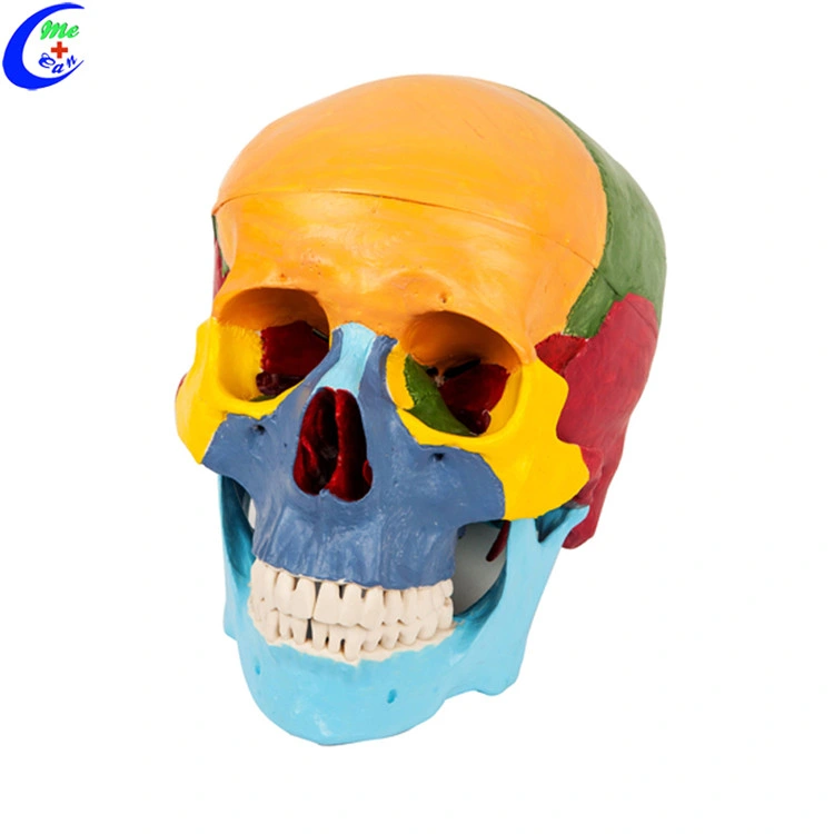 Plastic Medical Classic Anatomical Painted Human Skull Model 3 Part