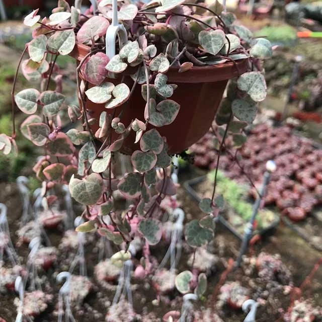 Plante succulente Ceropegia Collaricorona SSP. Collaricorona Werderm plantes de gros Rose