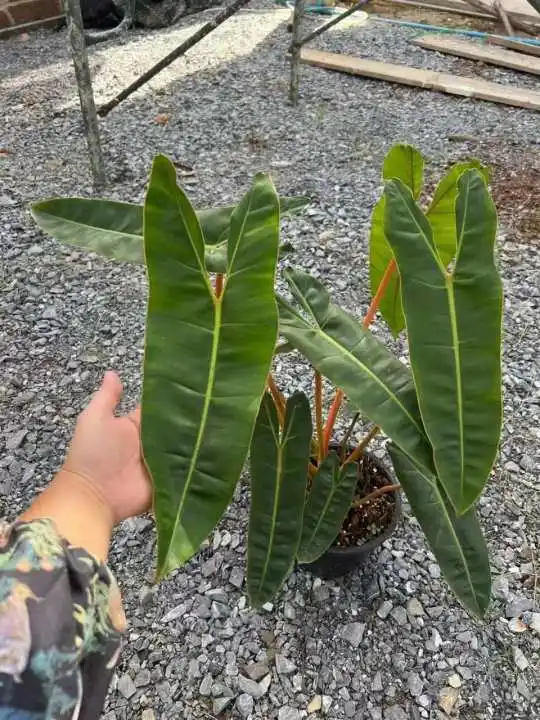 Philodendron Billitiae installation réelle Bonsai Accueil Décoration Intérieure de pépinière de gros de plein air