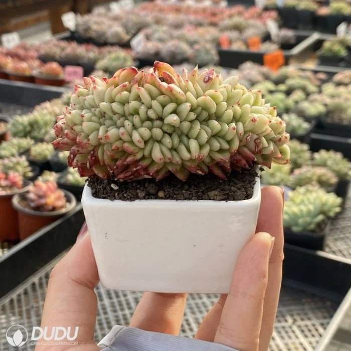 Mayorista Colorful Cerro Echeveria plantas Naturales vivas suculentas