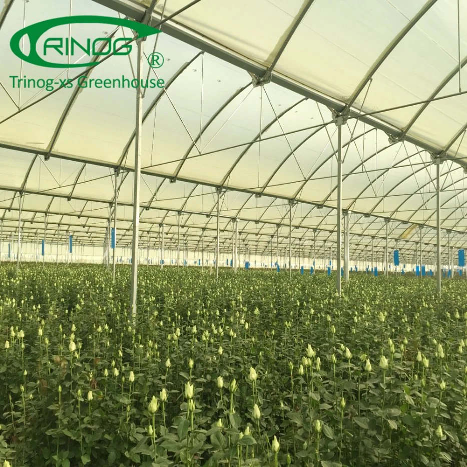 Multispan tunnel plastic film greenhouse for balloon flower