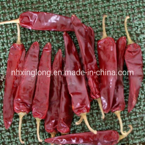 Chinese Chilli Factory/Yidu Chilli/Sweet Paprika Chilli/Dried Jinta Chili/Puya Chili/Mexico Guajillo Chili