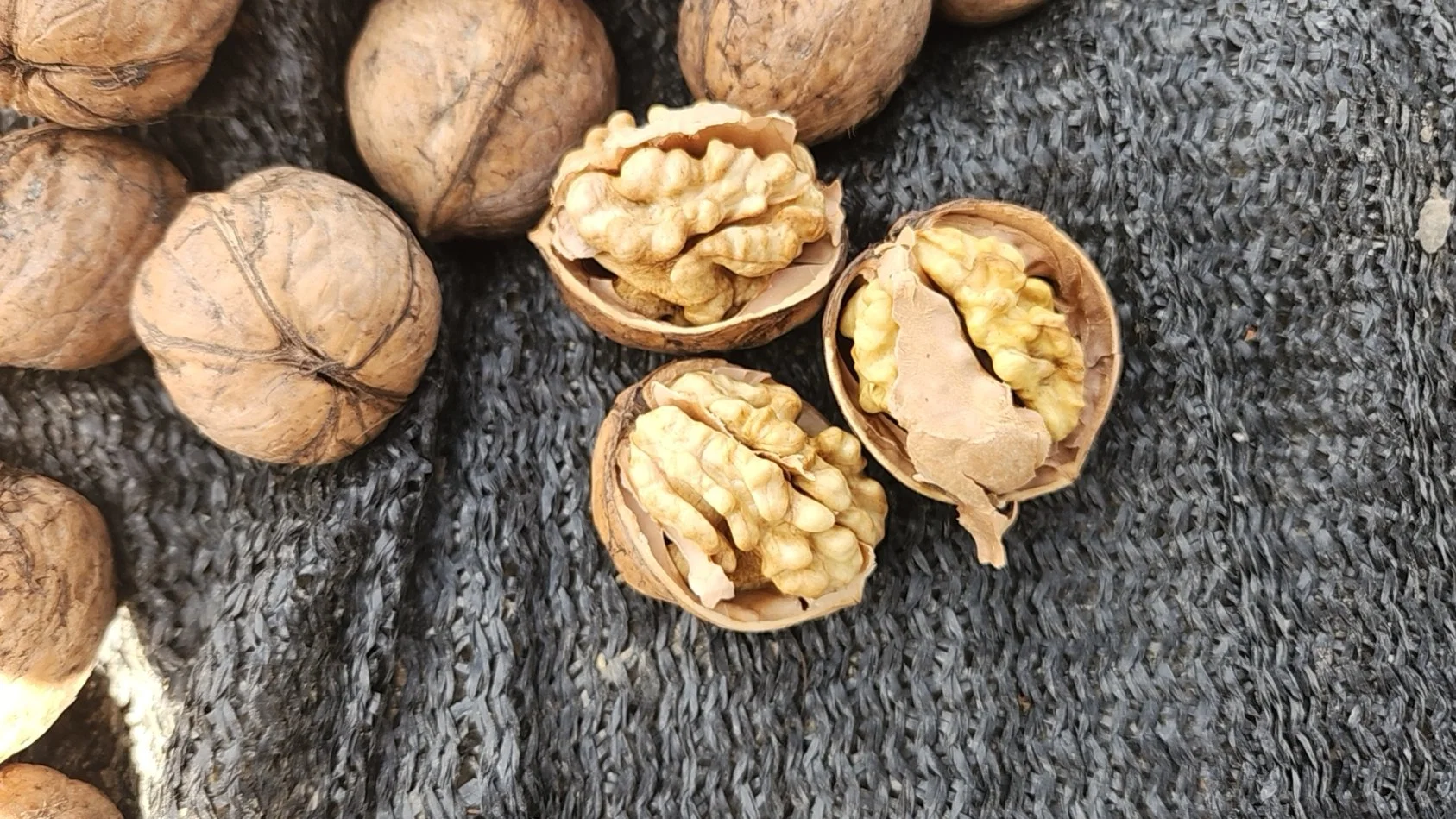 Chinese Xinjiang Extra Light Halves Walnut Kernel Walnut 185 Inshell