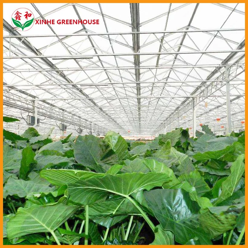 Galvanized Steel Structure PC Sheet Cover Used Commercial Greenhouses