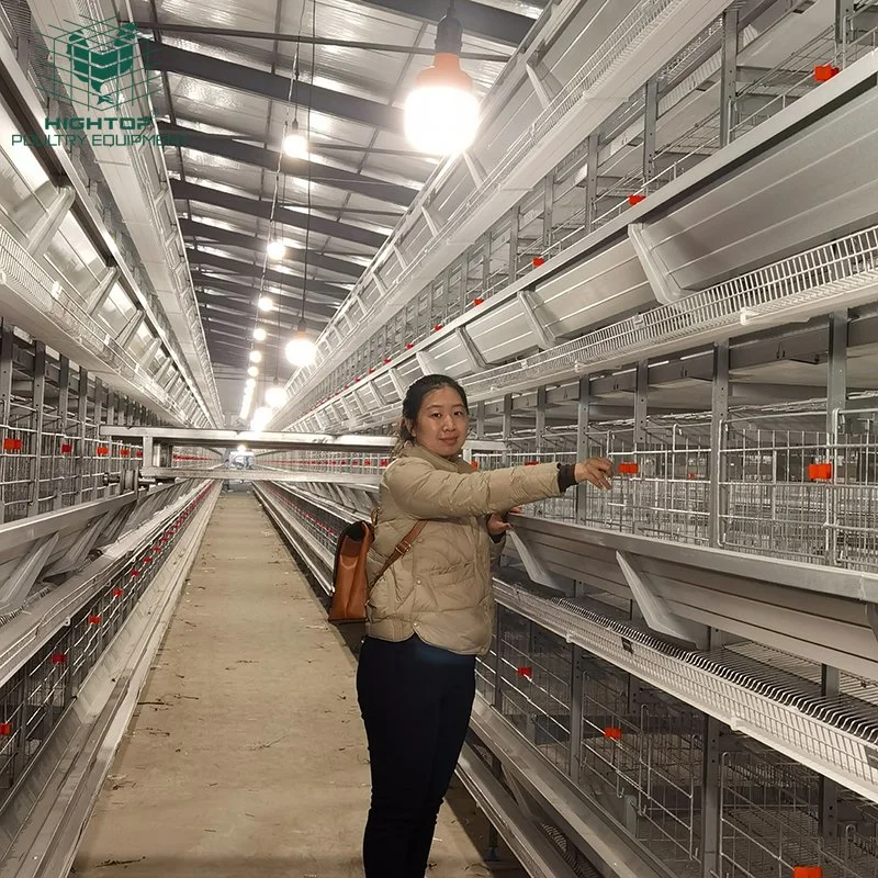 10000 pájaros sistema automático de jaula de pilas de capa de pollo galvanizado para Venta