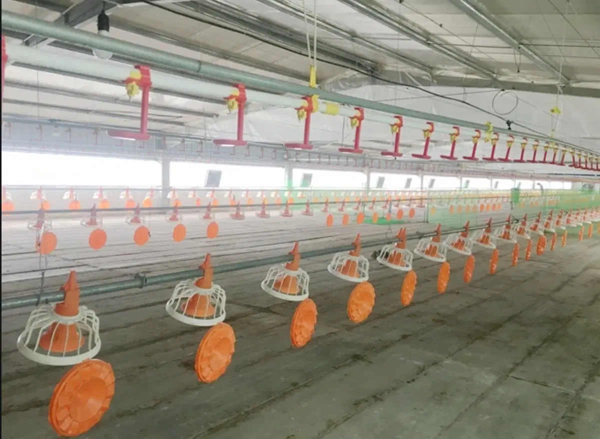 Las aves de corral en la planta baja Elevadores para pollos de engorde pollo con la línea de alimentación automática