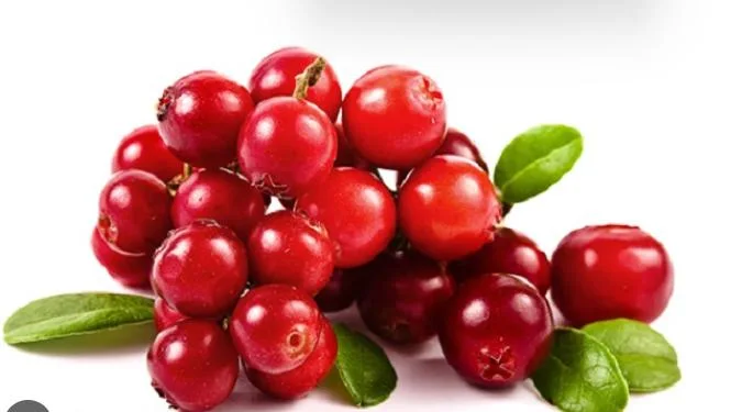 Водорастворимые органические Cranberry фруктовый сок извлечения порошок