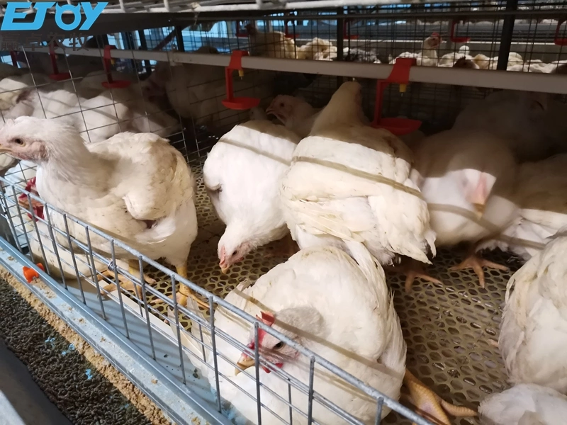 Geflügelzuchtgeräte H Frame Broiler Käfig für große Farm Capaicty 50000+Huhn