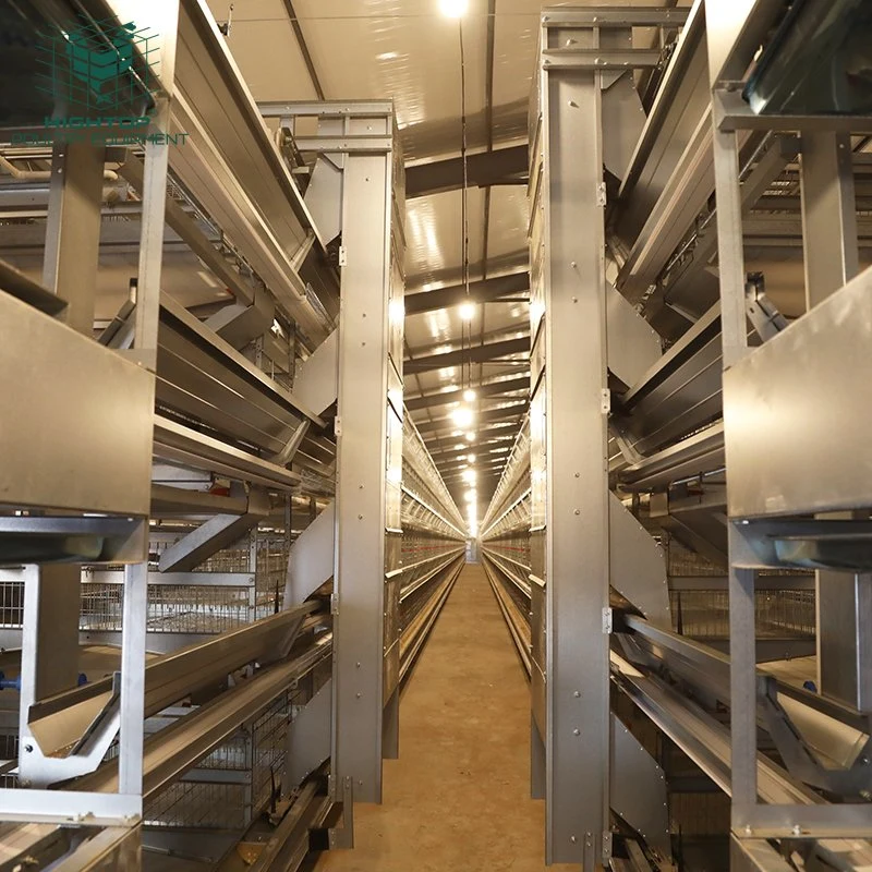 Hot DIP Galvanized H Type Automatic Layer Chicken Cage System