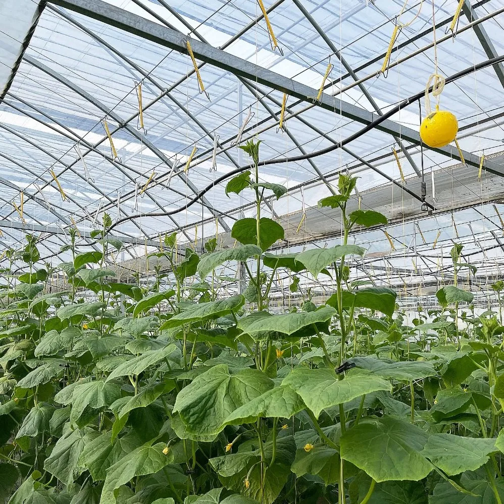 15 clips de apoyo de Tomate PCS Cerezo plantas de Vines Escalada J Hooks crecimiento planta Puller prevenir Tomatoe de pinzamientos