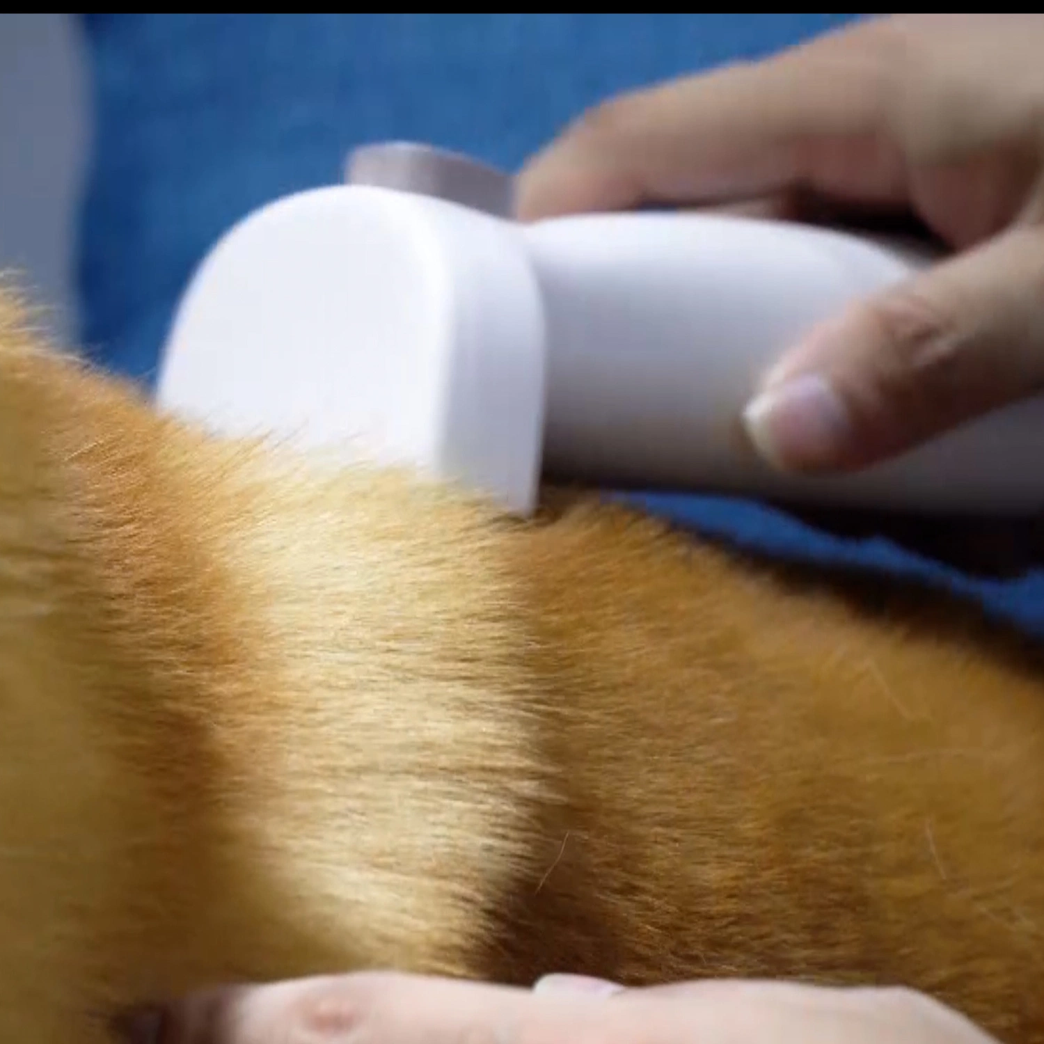 مكنسة كهربائية مع لوازم تنظيف الشعر بالحيوانات الأليفة عالية الجودة