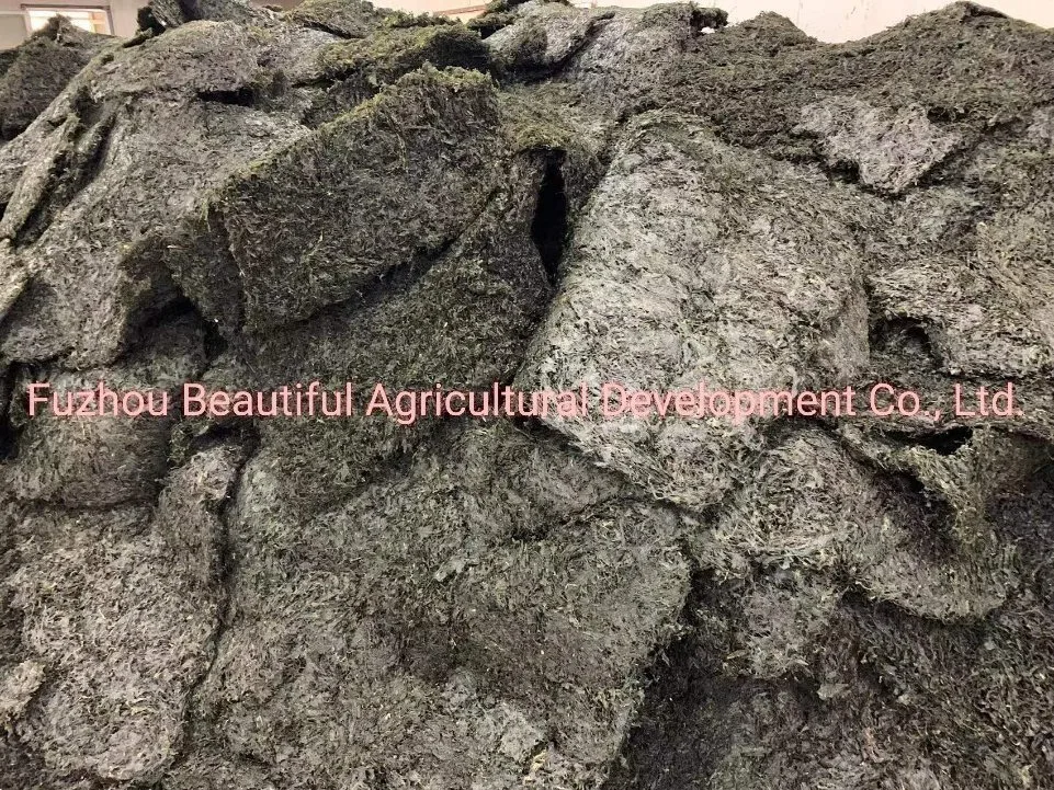 2022 New Arrival High Swelling Dried Sea Tangle Shredded Kelp Seaweed 10kg Package