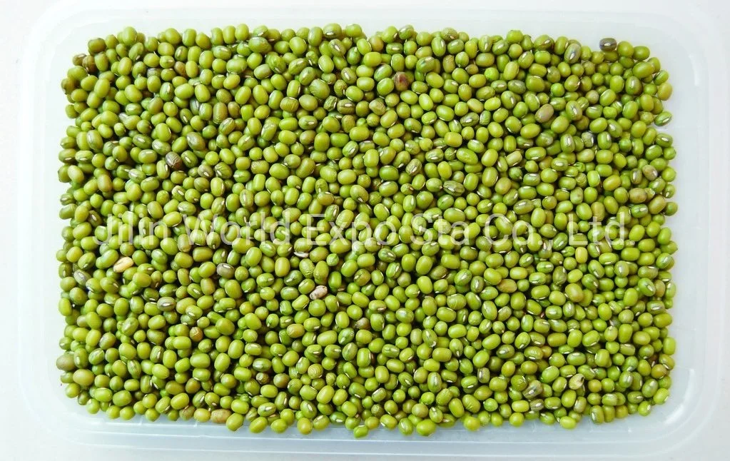 Wholesale/Supplier Dried Green Beans 4.2mm for Food