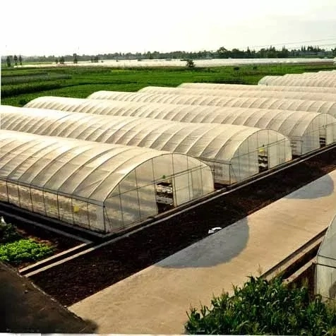 Po PE Tunnel Agriculture Forcing House Arch Greenhouse