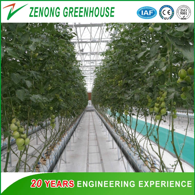 Good Quality Hot Galvanized Steel Greenhouse Covered with Glass for Exhibition/Seed Breeding