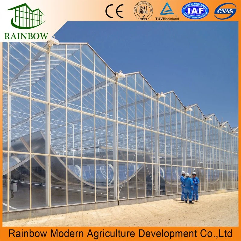 Venlo Type Agricultural Glass Greenhouse with Irrigation System