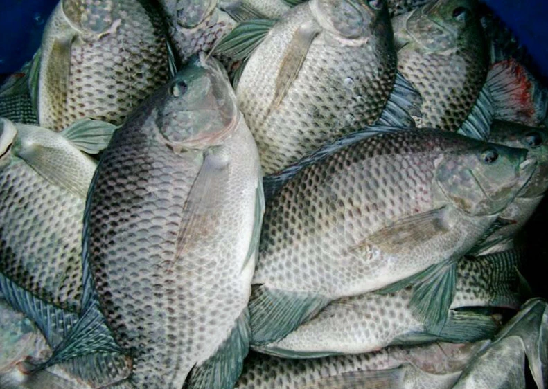 Sinocharm Fresh Frozen Fish Seafood Black Tilapia Fillet Skinned