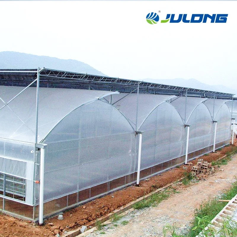 Customized Design Multi Span Plastic Film Greenhouse with Hydroponics System for Tomato/Lettuce Planting