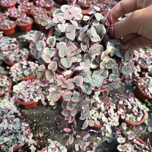 Succulent Plant Ceropegia Collaricorona Ssp. Collaricorona Werderm Wholesale Plants Pink