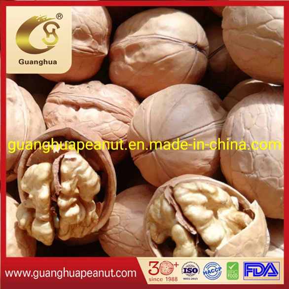 Walnut in Shell Extra Quality Papery Healthy Delicious Tasty Cheap New Crop