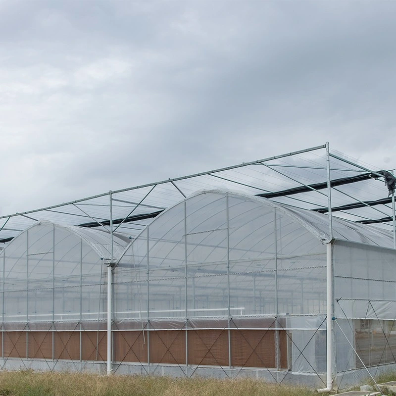 Galvanized Steel Frame Single Span PE Film Greenhouse for Agriculture Low Cost Tunnel Greenhouse for Flowers Plant