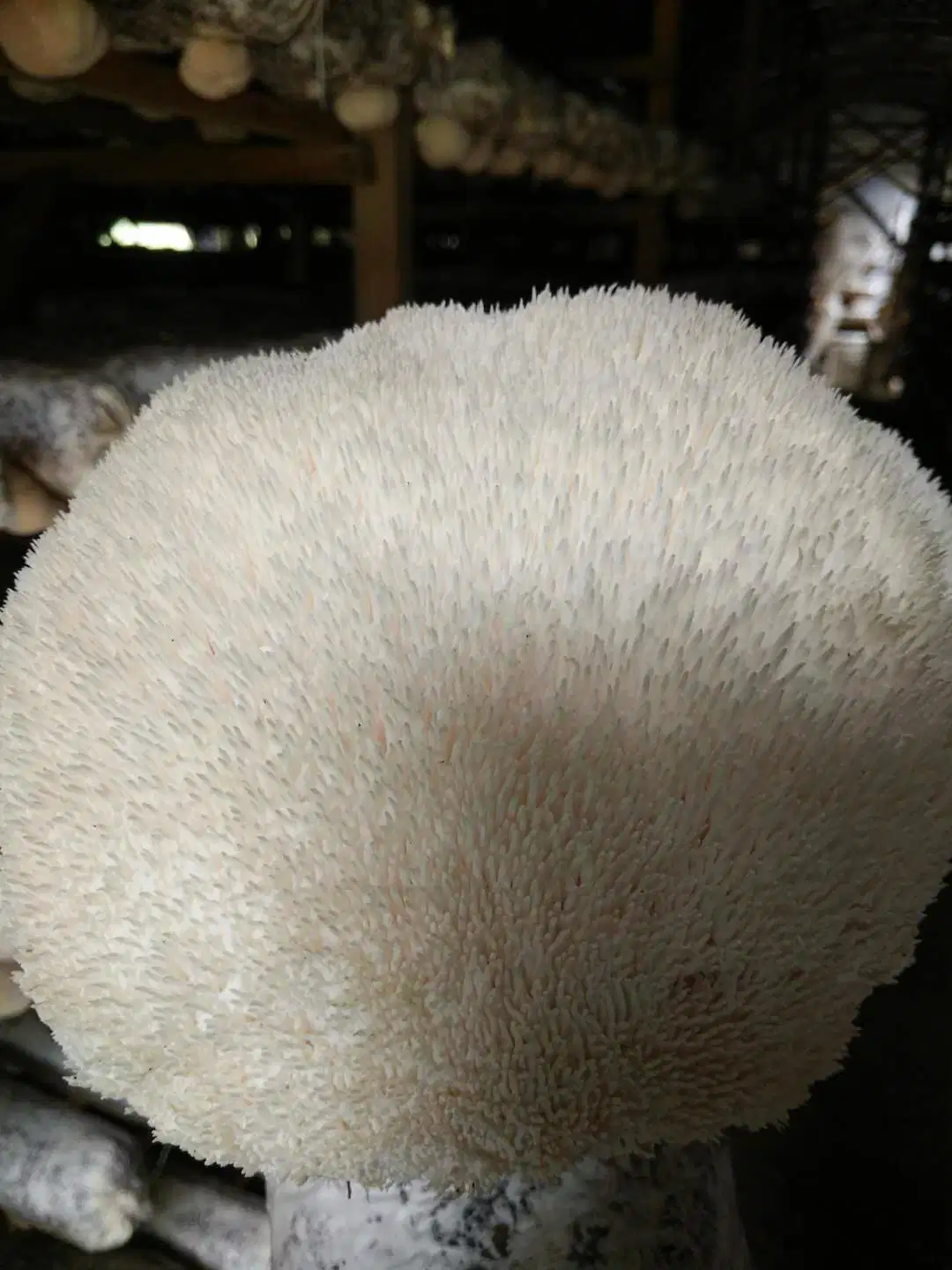 Extrait de champignon Lion's Mane à base de polysaccharide alimentaire Hericium Erinaceus