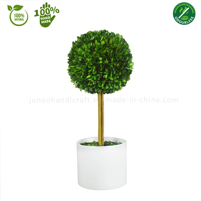 100% Natural Preserved Boxwood Topiary Bonsai White & Black Column Potted Plant