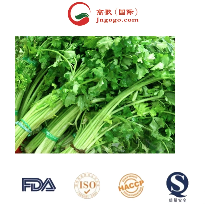 Factory Price Organic Celery Vegetable Powder