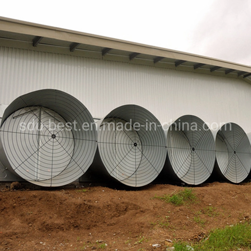 Modern Chicken Shed Automatic Broiler Farm Feeders and Drinkers Poultry Feeding Equipment