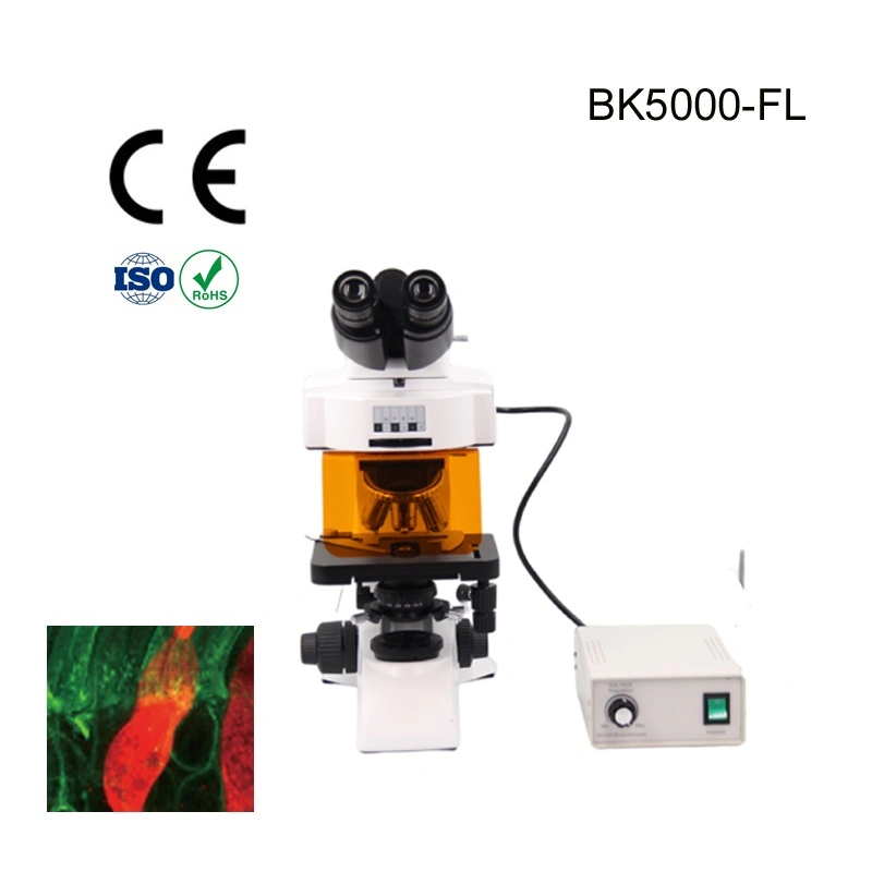Adjustable Standspecular Fluorescence Microscope Supplier for Acrobat Microscope Stand