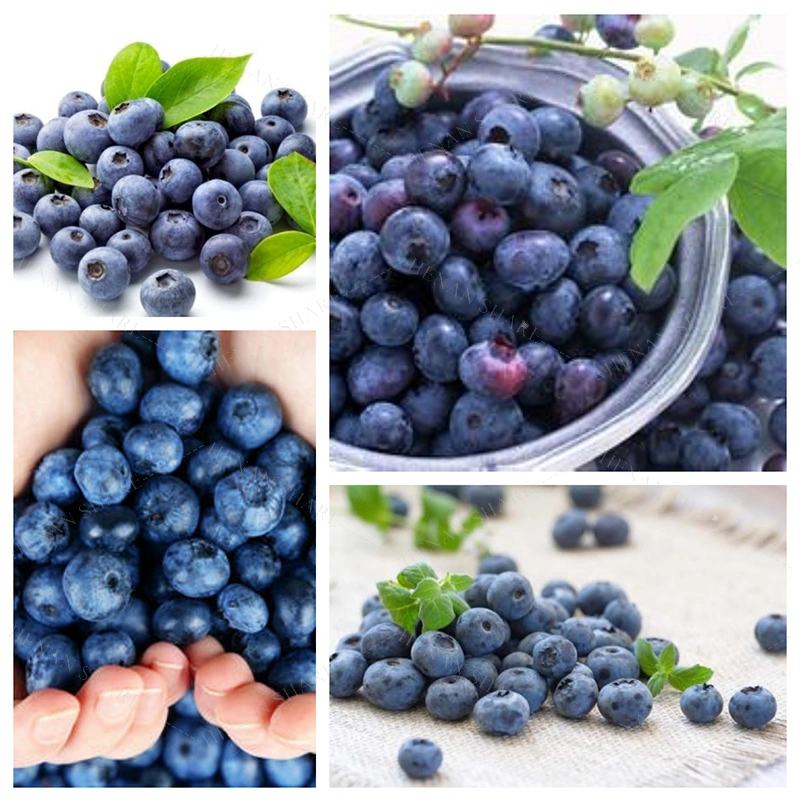 La taille de bleuets de classement des fruits de petite taille de la machine de tri de Blueberry trieur