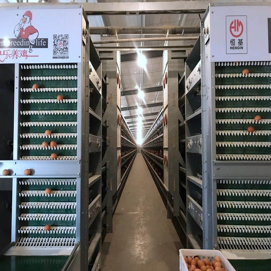 Cage de poulet de la volaille galvanisé moderne pour les poules pondeuses