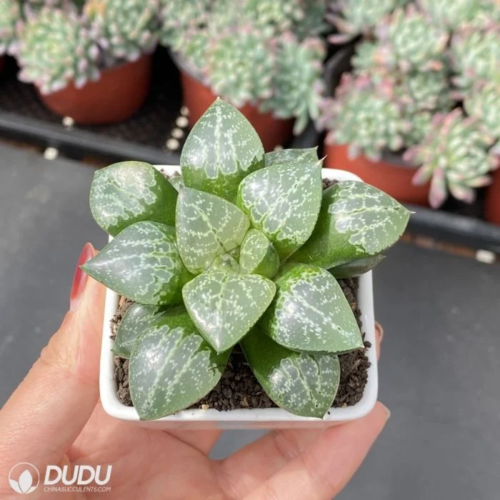 Dudu Popular Longxi Mptoniana Haworthia Natural Live Succulent