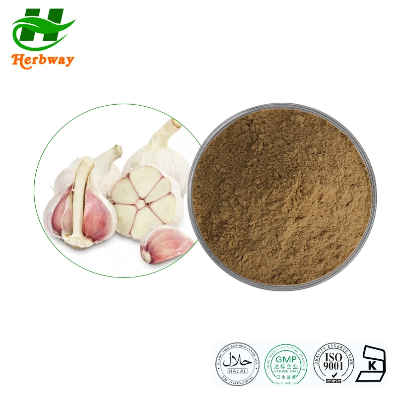 Herbway Herbal Extract Factory Direct Sale Kosher Halal FSSC HACCP Fornecedor certificado Extrato de alho pó Allium sativum L 2% allicin alho Extrair